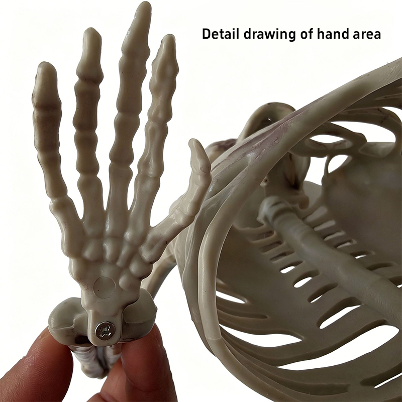 ホラー風の半分の骸骨オーナメント、ハロウィーンの骸骨骨飾り、 - Halloween Skeleton Decoration のレビューと価格